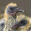 Pigeon(s), Stock Photos