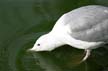 Seagull, Canada Stock Photos