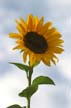 Sunflower(s), Vancouver Gardens