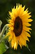 Sunflower(s), Vancouver Gardens