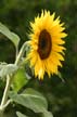 Sunflower(s), Vancouver Gardens