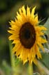 Sunflower(s), Vancouver Gardens