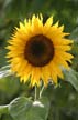 Sunflower(s), Vancouver Gardens