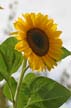 Sunflower(s), Vancouver Gardens