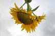 Sunflower(s), Vancouver Gardens