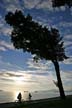 Cyclists Beach And Tree, Canada Stock Photos