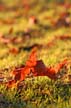 Autumn Leaves, Vancouver Nature