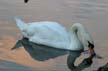 Swans, Canada Stock Photographs