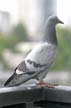 Pigeon(s), Canada Stock Photos