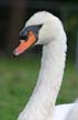 Swan(s), Canada Stock Photos