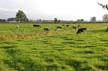 A Farm At Lowermainland Vancouver, Canada Stock Photos