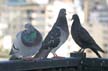 Pigeon(s), Canada Stock Photos