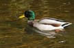 Mallard Duck, Canada Stock Photos