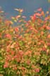 Autumn Leaves, Vancouver Nature