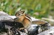 Squirrel, Canada Stock Photos