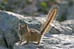 Squirrel, Canada Stock Photos