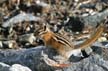 Squirrel, Canada Stock Photos