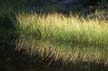 Plants, Canada Stock Photos