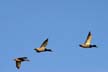 Flying Goose At The Mud Bay Sky, Canada Stock Photos