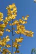 Autumn Leaves, Vancouver Nature