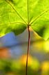 Fall?, Canada Stock Photos