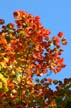 Fall Leaves, Stock Photos