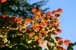 Autumn Leaves, Vancouver Nature