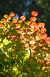 Autumn Leaves, Vancouver Nature