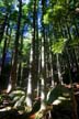 Forest, Canada Stock Photographs