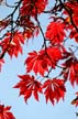 Fall Leaves, Vancouver Gardens