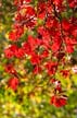 Fall Leaves, Vancouver Gardens