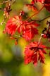 Fall Leaves, Vancouver Gardens