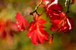 Fall Leaves, Vancouver Gardens