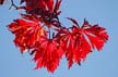 Fall Leaves, Vancouver Gardens