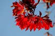 Fall Leaves, Vancouver Gardens