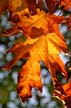 Fall Leaves, Vancouver Gardens