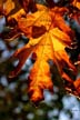 Fall Leaves, Vancouver Gardens