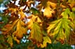 Fall Leaves, Vancouver Gardens