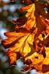 Fall Leaves, Vancouver Gardens