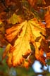 Fall Leaves, Vancouver Gardens