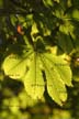 Fall Leaves, Vancouver Gardens