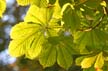 Autumn Leaves, Vancouver Nature