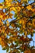 Autumn Leaves, Vancouver Nature