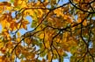 Autumn Leaves, Vancouver Nature