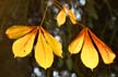 Autumn Leaves, Vancouver Nature