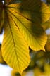 Autumn Leaves, Vancouver Nature