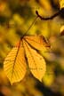 Fall Leaves, Vancouver Gardens