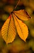 Autumn Leaves, Vancouver Nature