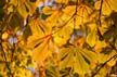 Autumn Leaves, Vancouver Nature