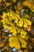 Autumn Leaves, Vancouver Nature